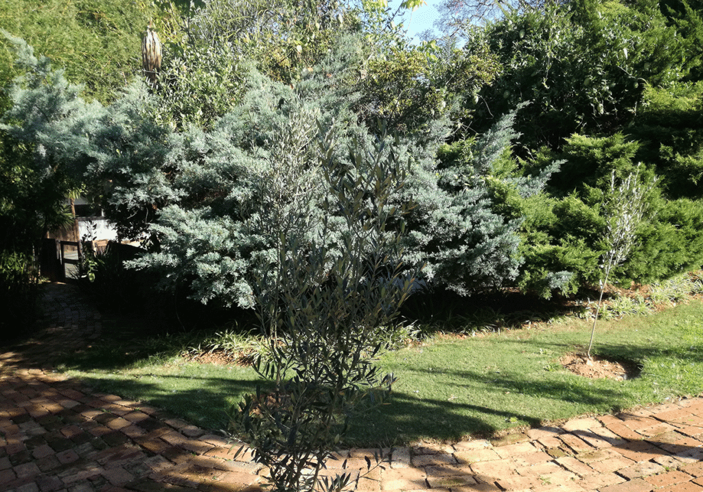 landscaping